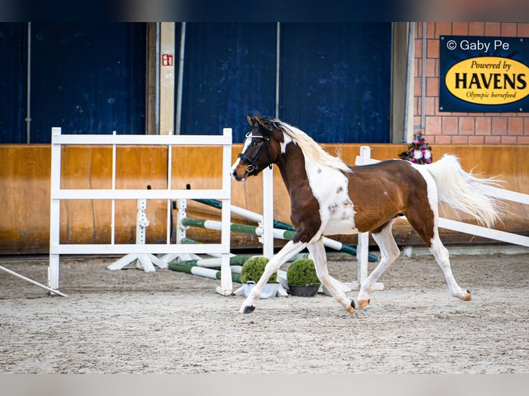Pintabian Stallion Tobiano-all-colors in Blankenhain