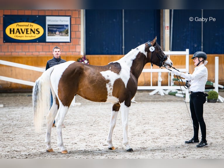 Pintabian Stallion Tobiano-all-colors in Blankenhain