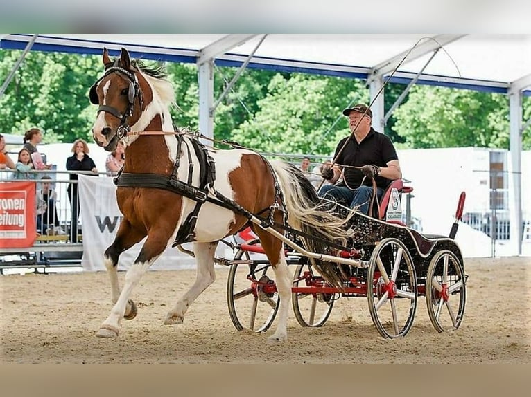 Pinto arabo Castrone 1 Anno 160 cm Pezzato in Nesselwängle