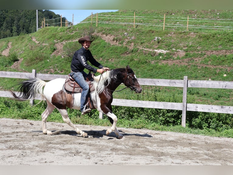Pinto arabo Castrone 4 Anni 156 cm Pezzato in Achenkirch