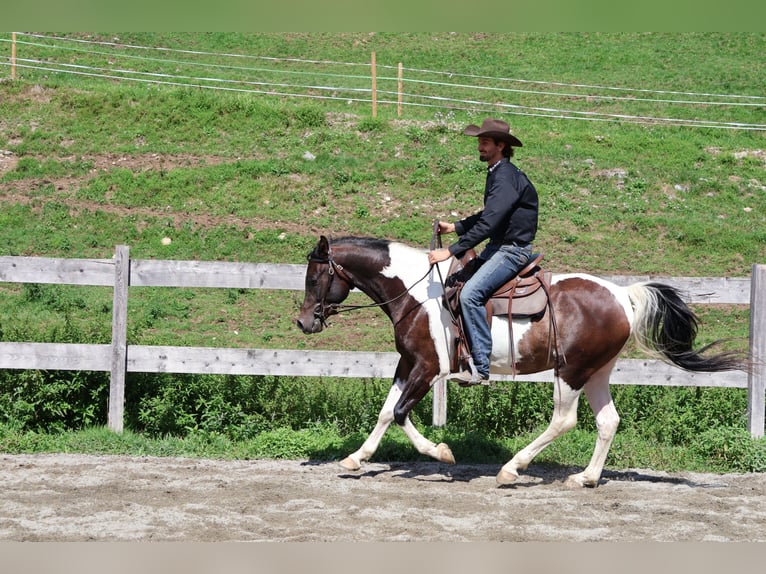 Pinto arabo Castrone 4 Anni 156 cm Pezzato in Achenkirch