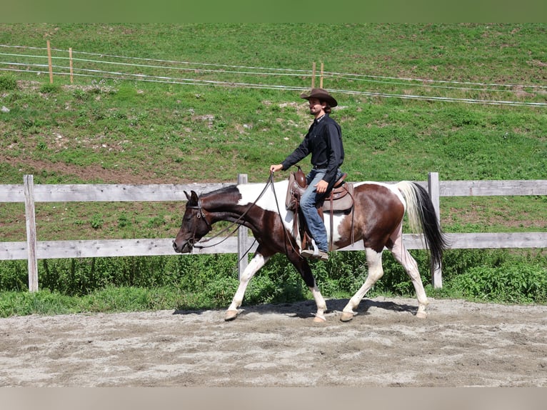 Pinto arabo Castrone 4 Anni 156 cm Pezzato in Achenkirch