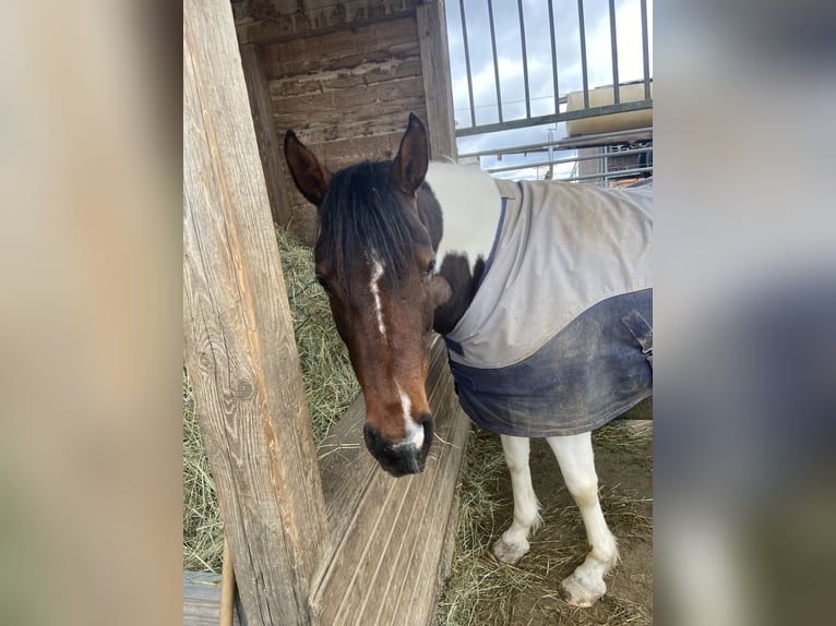 Pinto arabo Giumenta 12 Anni 146 cm Baio scuro in Wolfhagen