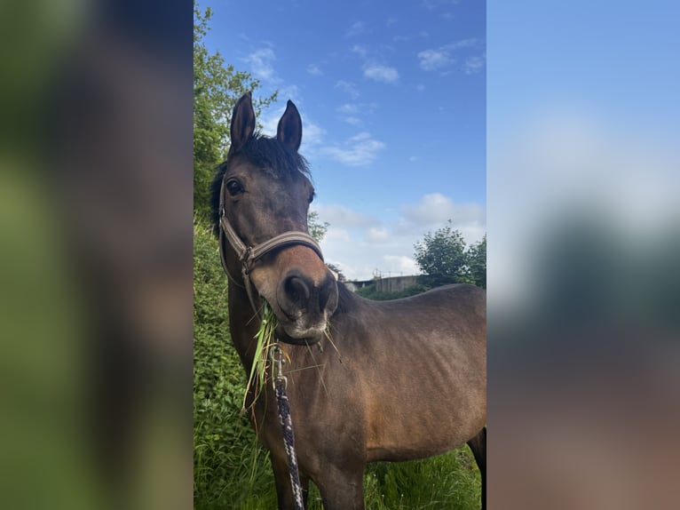 Pinto arabo Giumenta 19 Anni 152 cm Baio in Breklum