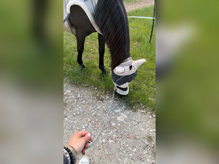 Pinto arabo Mix Giumenta 8 Anni 145 cm Morello in Hohenlinden