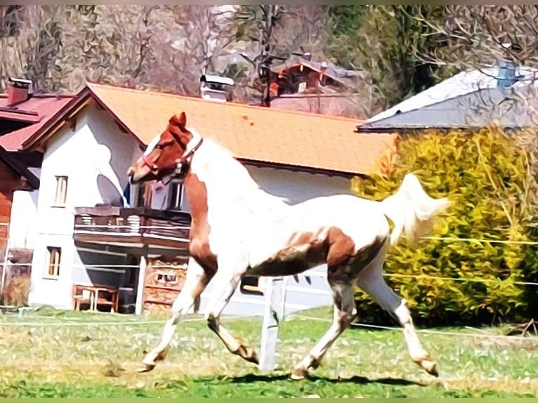 Pinto arabo Stallone 1 Anno 160 cm Pezzato in Nesselwängle