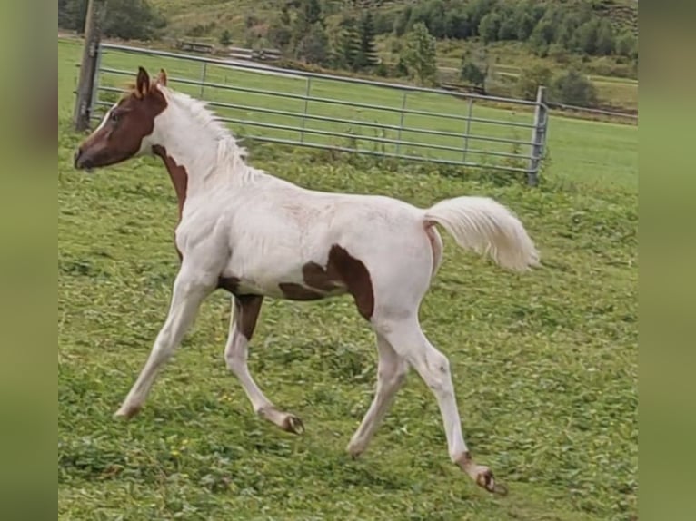 Pinto arabo Stallone Puledri (03/2026) 100 cm Pezzato in Bad Ragaz