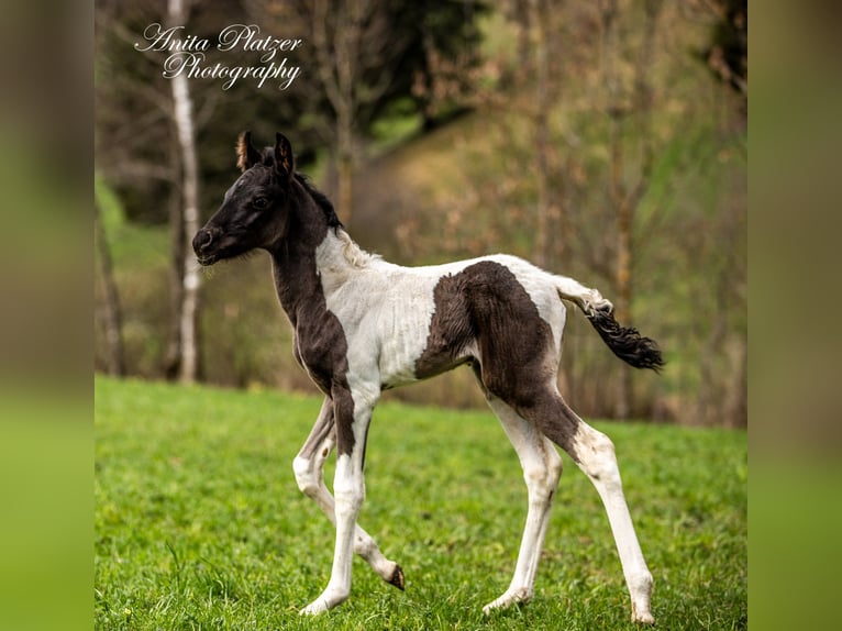 Pinto arabo Stallone Puledri (04/2026) Pezzato in Rauris