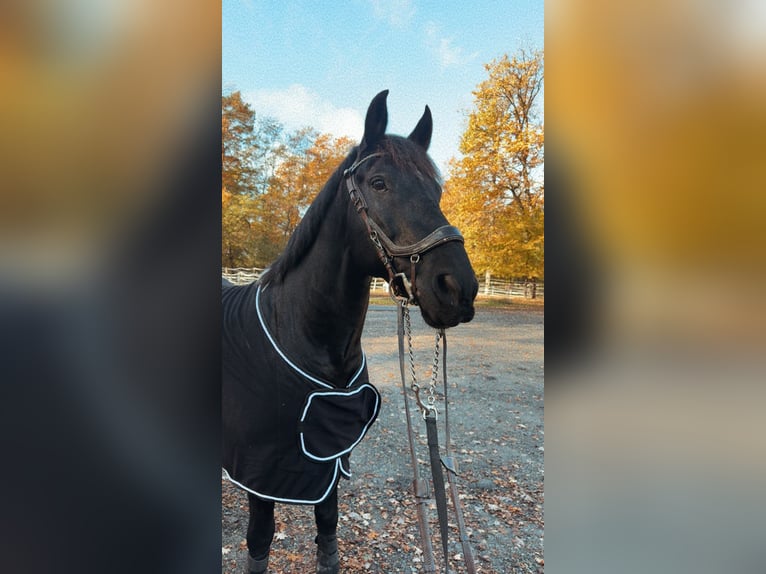 Pinto barroco Caballo castrado 10 años 157 cm Pío in Großostheim