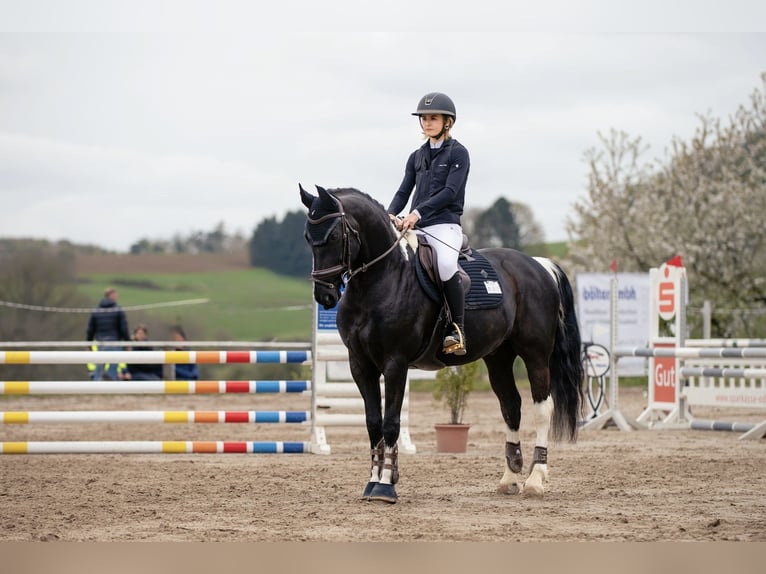 Pinto barroco Caballo castrado 10 años 157 cm Pío in Großostheim
