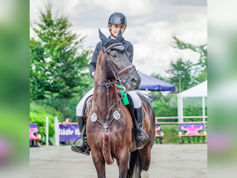 Pinto barroco Caballo castrado 10 años 157 cm Pío in Großostheim