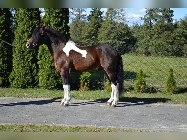 Pinto barroco Caballo castrado 11 años 160 cm Pío in Hohenau