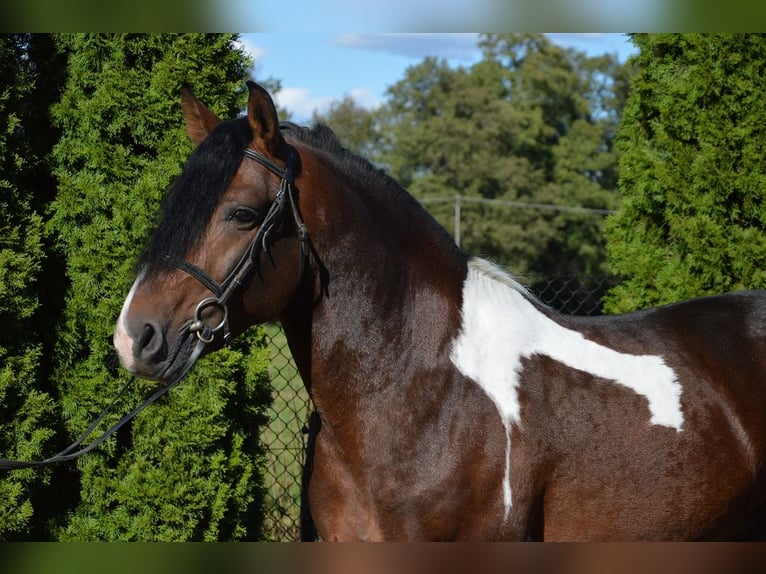 Pinto barroco Caballo castrado 11 años 160 cm Pío in Hohenau