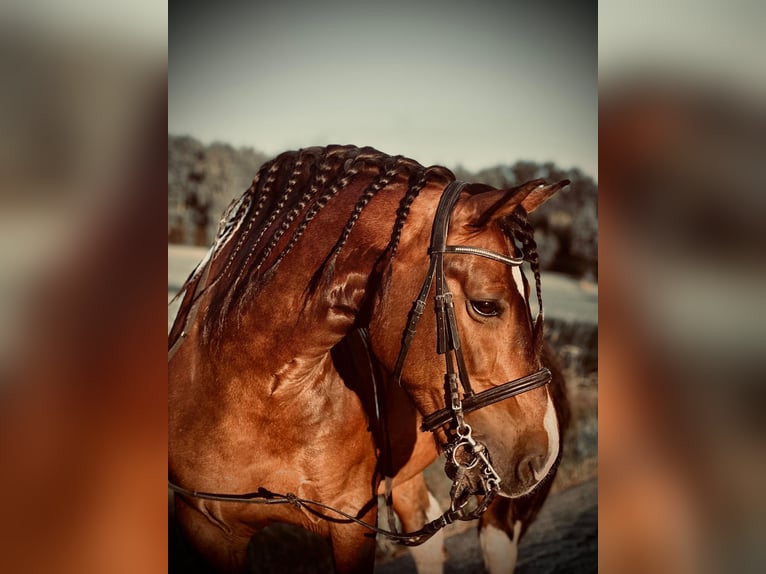Pinto barroco Caballo castrado 11 años 160 cm Pío in Hohenau