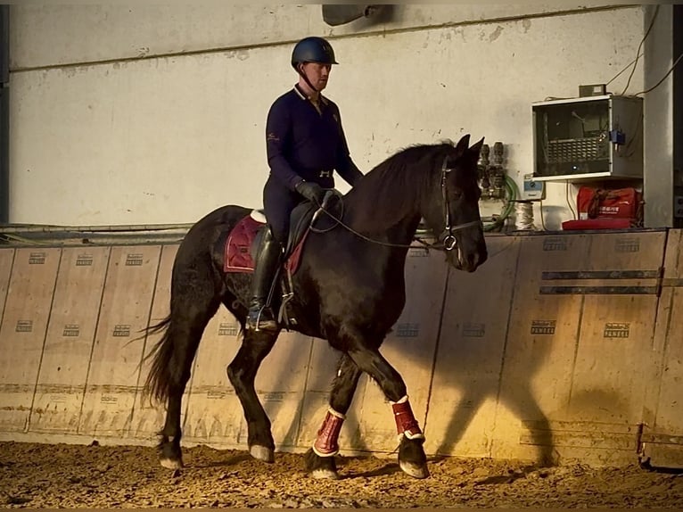 Pinto barroco Caballo castrado 12 años 157 cm Negro in Neustadt (Wied)