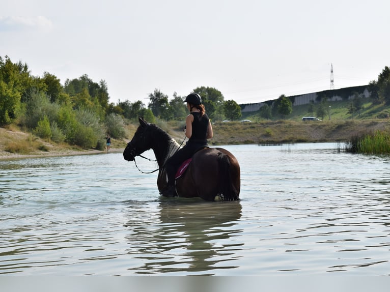 Pinto barroco Caballo castrado 12 años 170 cm Pío in Samerberg