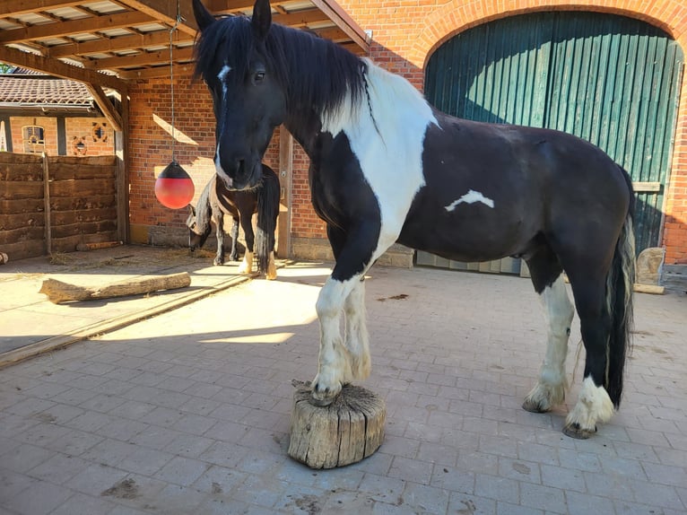 Pinto barroco Caballo castrado 12 años 171 cm Tobiano-todas las-capas in Messenkamp