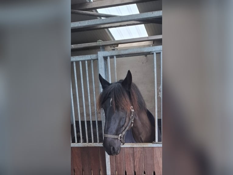 Pinto barroco Caballo castrado 13 años 160 cm Negro in Nindorf