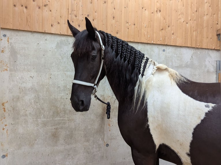 Pinto barroco Caballo castrado 13 años 170 cm Pío in Prutting