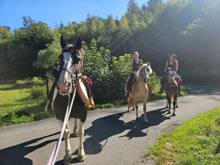 Pinto barroco Caballo castrado 14 años 156 cm Pío in Linkenbach