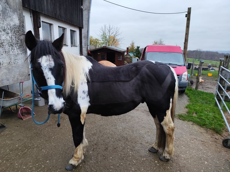 Pinto barroco Caballo castrado 15 años 158 cm Pío in Radevormwald