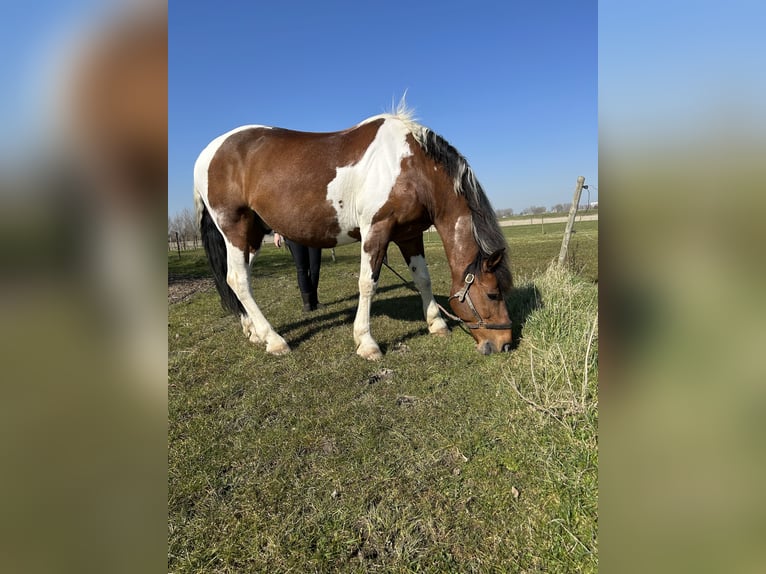 Pinto barroco Mestizo Caballo castrado 15 años 165 cm in Ritthem