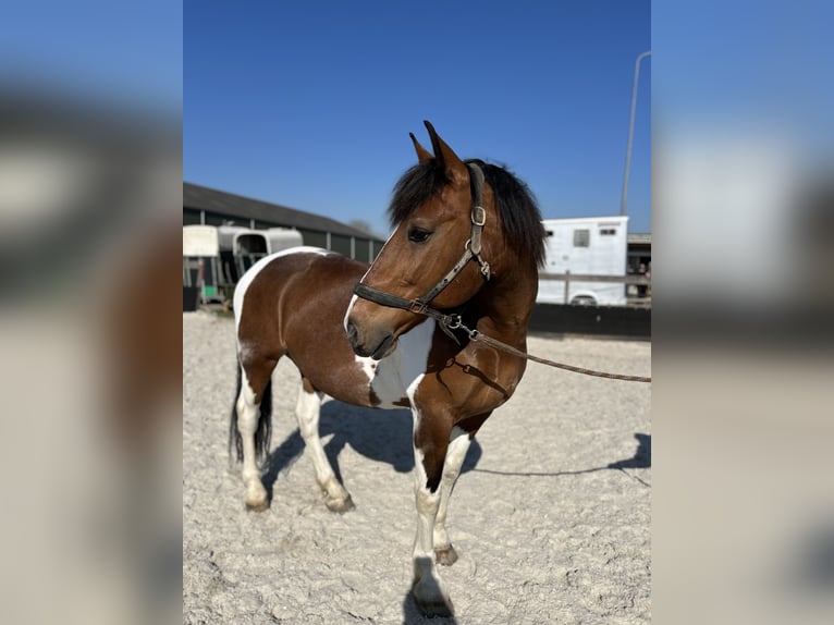 Pinto barroco Mestizo Caballo castrado 15 años 165 cm in Ritthem