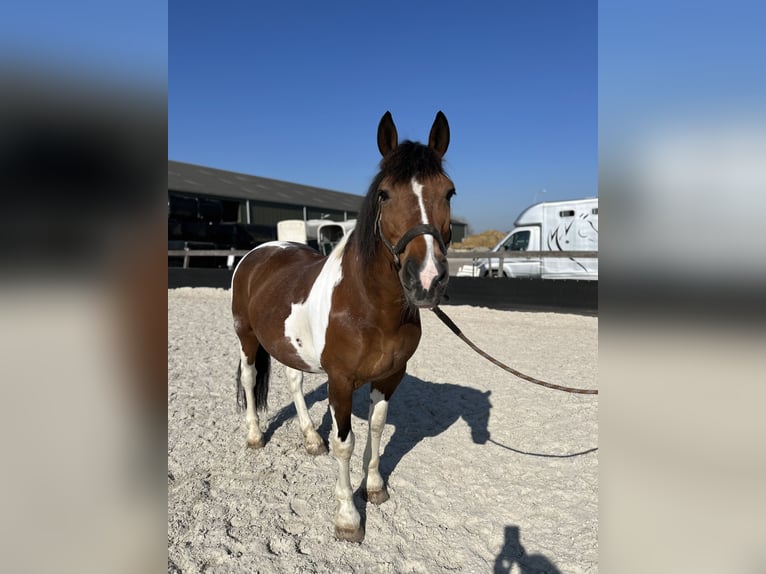 Pinto barroco Mestizo Caballo castrado 15 años 165 cm in Ritthem