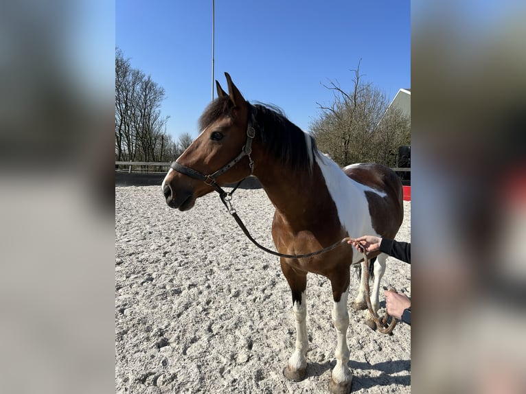 Pinto barroco Mestizo Caballo castrado 15 años 165 cm in Ritthem