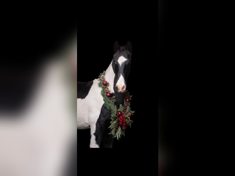 Pinto barroco Caballo castrado 1 año Tobiano-todas las-capas in Plzen