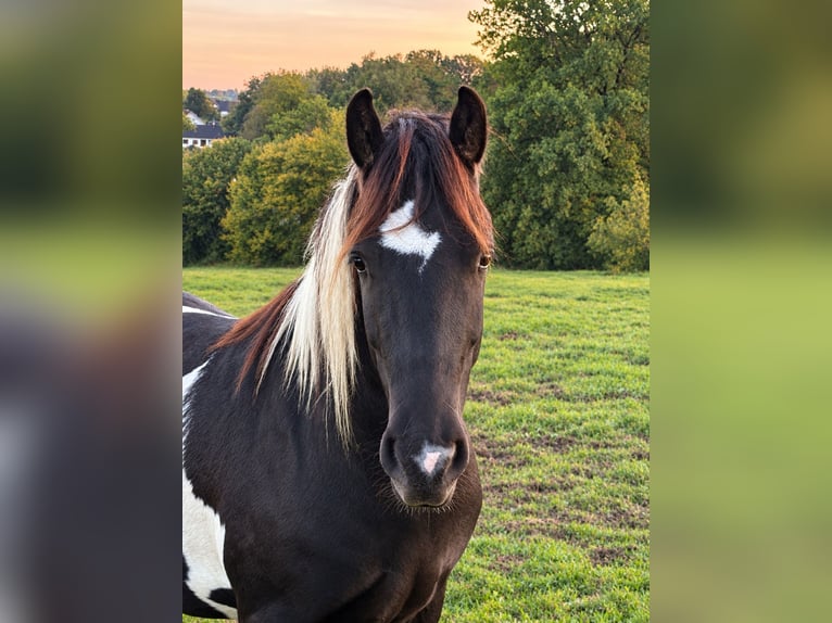 Pinto barroco Caballo castrado 2 años 160 cm Pío in Nümbrecht