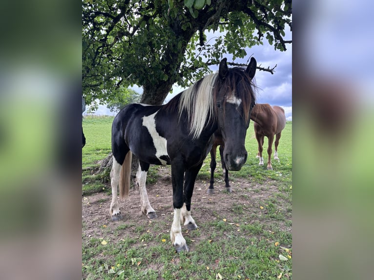 Pinto barroco Caballo castrado 2 años 160 cm Pío in Nümbrecht