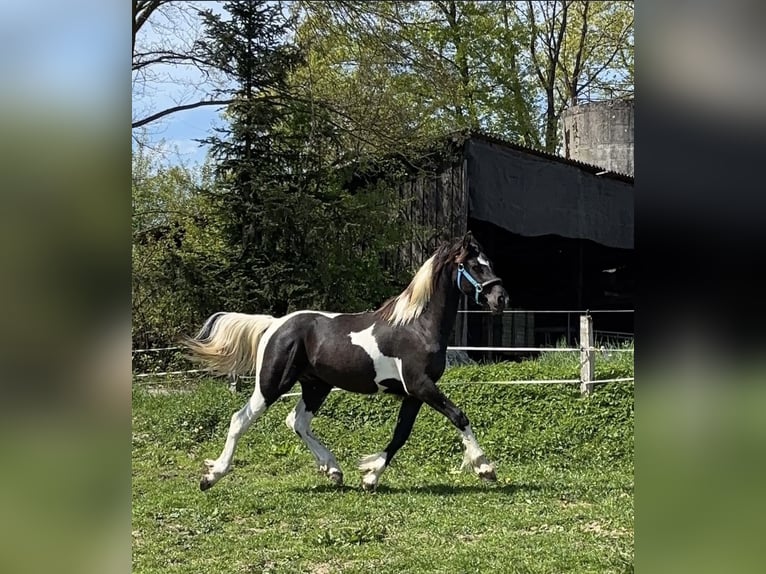 Pinto barroco Caballo castrado 2 años 160 cm Pío in Nümbrecht