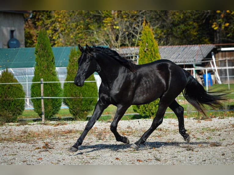 Pinto barroco Caballo castrado 2 años 170 cm Negro in Ptuj