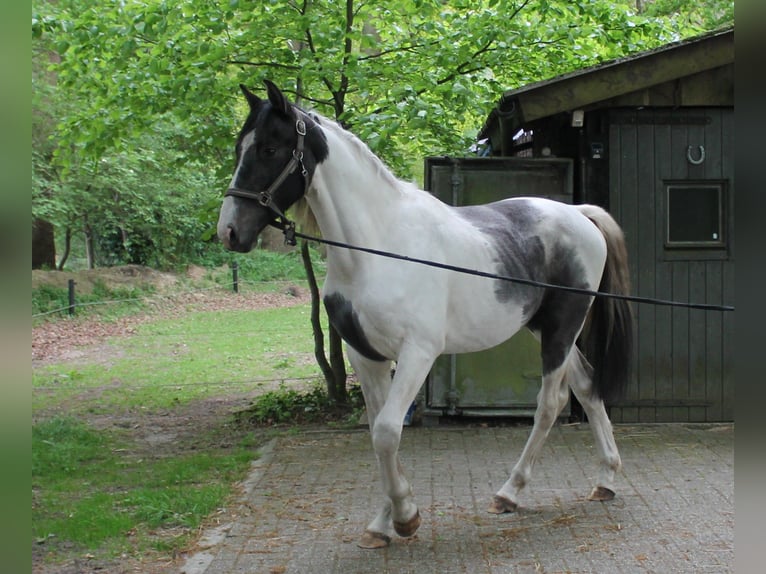 Pinto barroco Caballo castrado 2 años 170 cm Pío in Hoogstede
