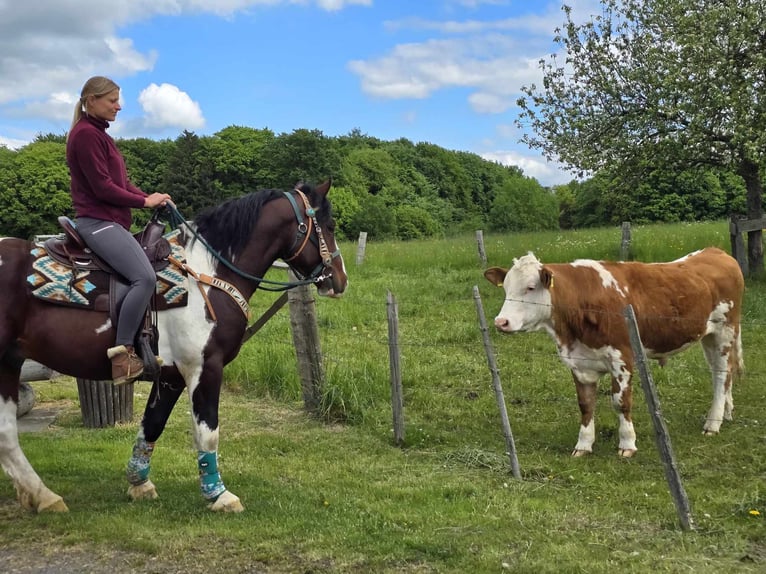 Pinto barroco Caballo castrado 3 años 152 cm Pío in Linkenbach