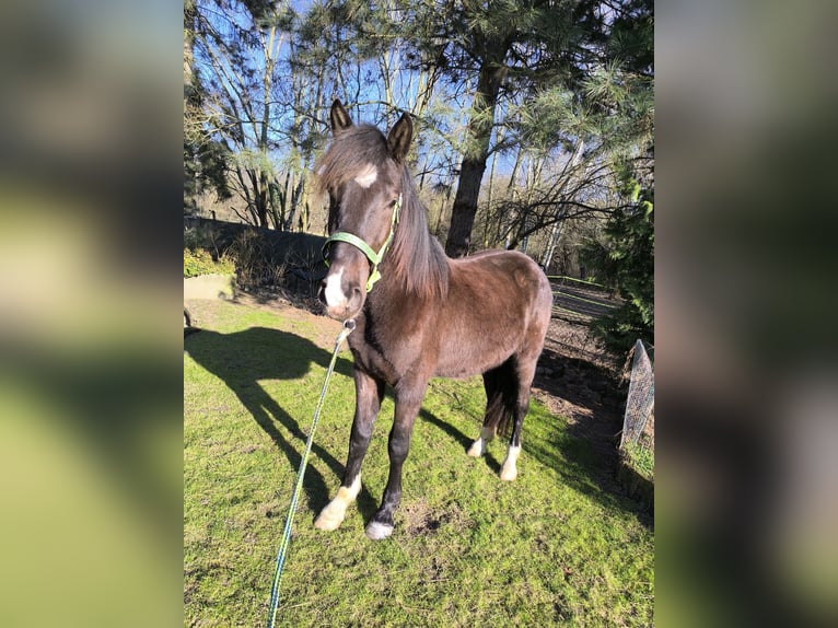 Pinto barroco Mestizo Caballo castrado 3 años 155 cm Morcillo in Zschortau