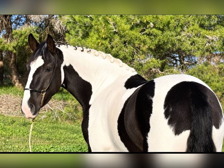 Pinto barroco Caballo castrado 3 años 157 cm Pío in Betera