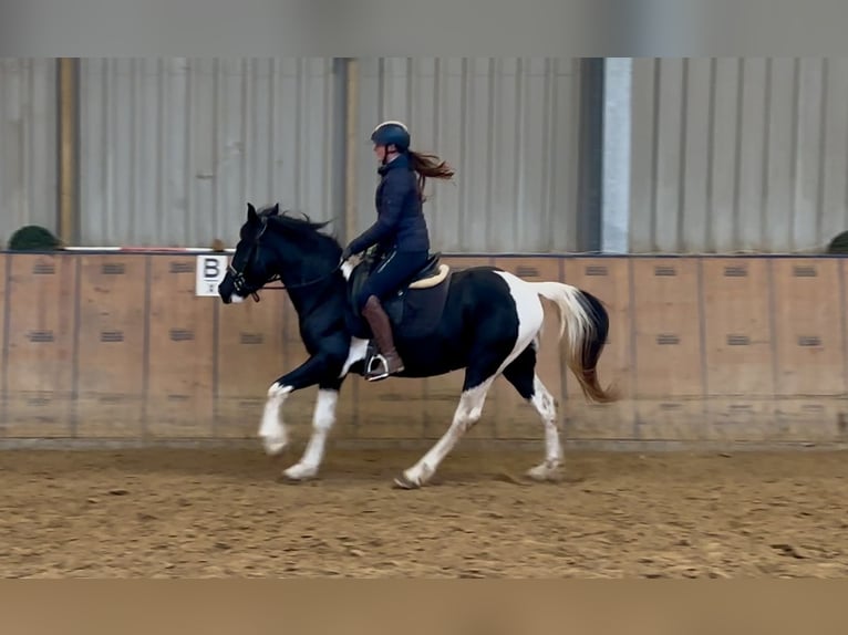 Pinto barroco Caballo castrado 3 años in Neustadt (Wied)