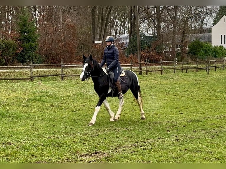 Pinto barroco Caballo castrado 3 años in Neustadt (Wied)