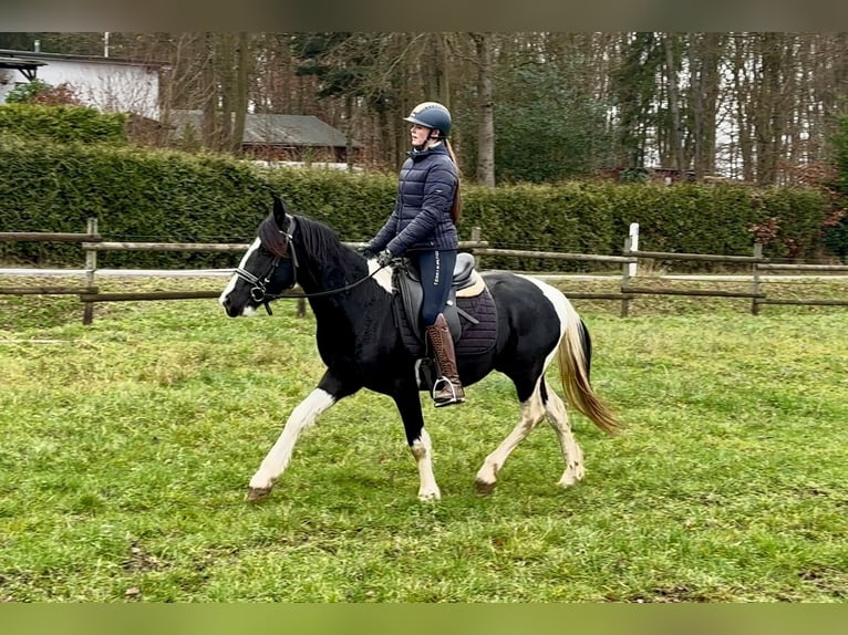 Pinto barroco Caballo castrado 3 años in Neustadt (Wied)