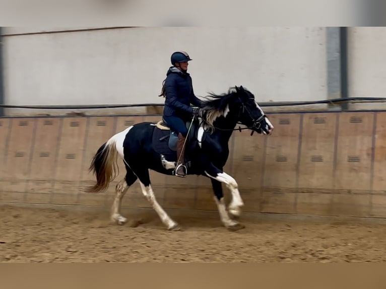 Pinto barroco Caballo castrado 3 años in Neustadt (Wied)