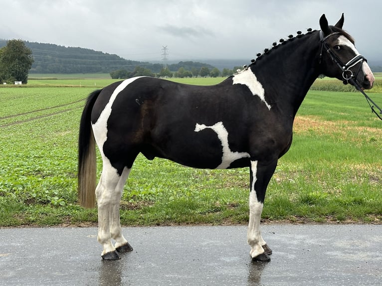 Pinto barroco Mestizo Caballo castrado 4 años 154 cm Pío in Riedlingen