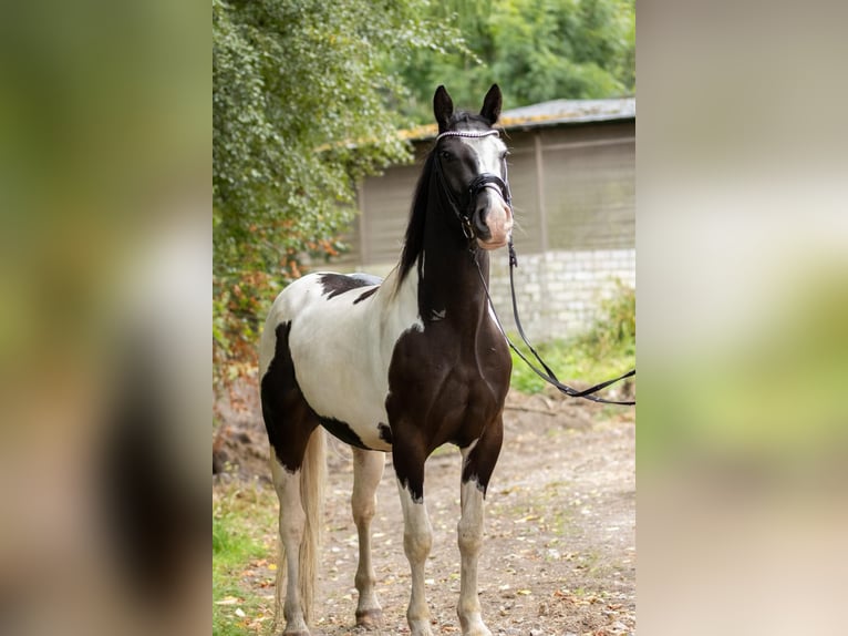 Pinto barroco Caballo castrado 4 años 155 cm Pío in Gladbeck