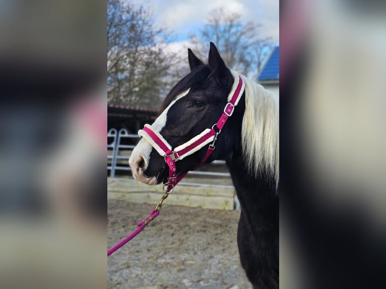 Pinto barroco Caballo castrado 4 años 160 cm Pío in Bad Camberg