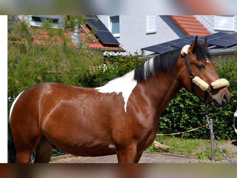 Pinto barroco Mestizo Caballo castrado 4 años 164 cm Pío in Bretten