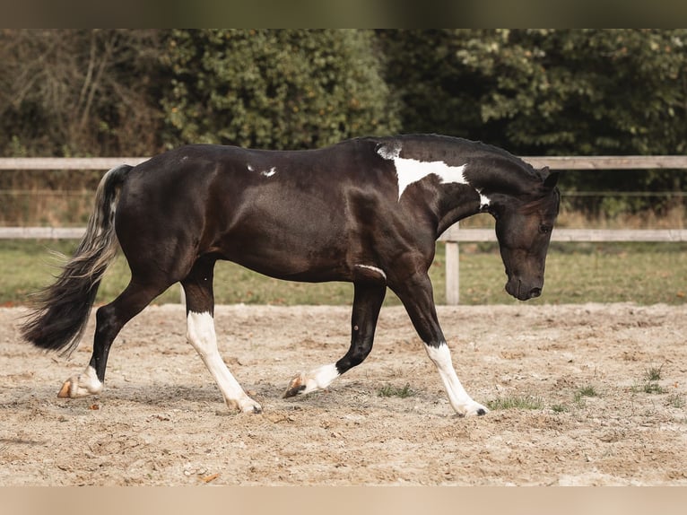 Pinto barroco Mestizo Caballo castrado 4 años 165 cm Pío in Rhede