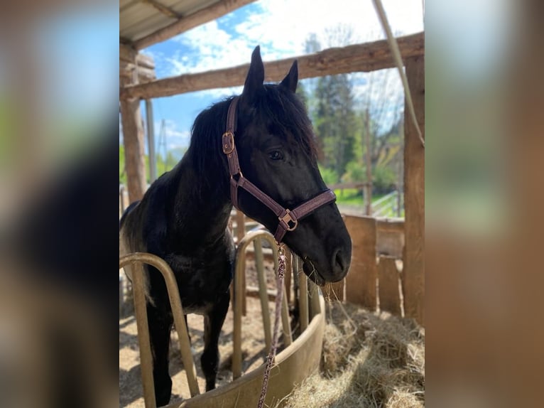 Pinto barroco Caballo castrado 4 años 170 cm Pío in Bramberg am Wildkogel