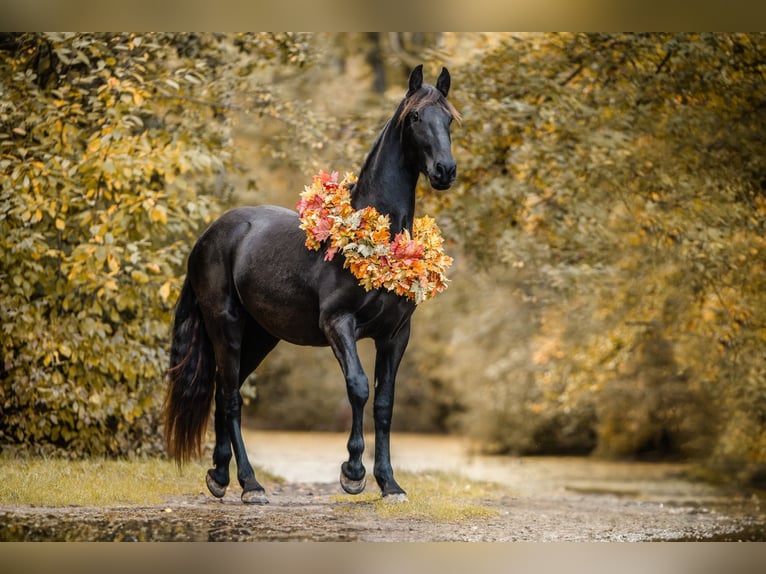 Pinto barroco Caballo castrado 4 años Negro in Anhausen