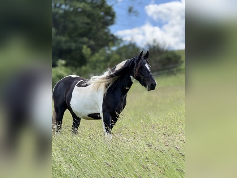 Pinto barroco Caballo castrado 5 años 163 cm Pío in Bad Laasphe